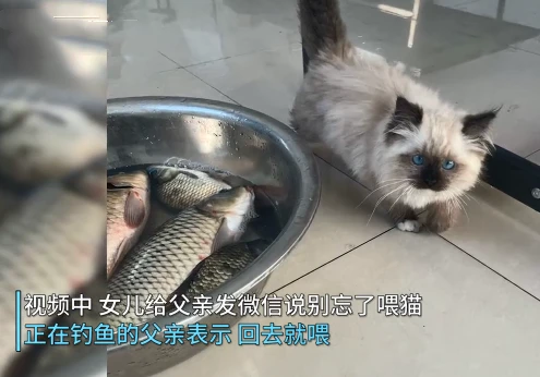 女儿叮嘱父亲别忘了喂猫，没一会收到视频，看完后：我滴个亲爹哎