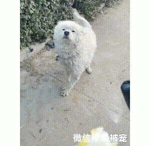 狗贩子从乡下买回一只萨摩耶，拴在路边十几天，嫌它太瘦不舍得卖