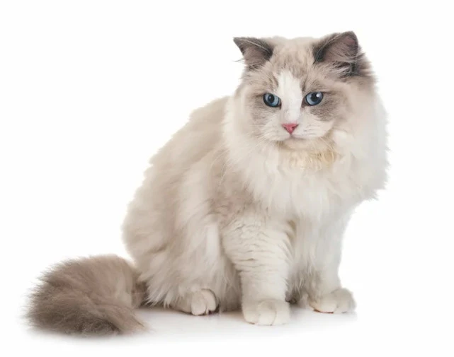 萌猫知识图鉴：布偶猫的起源和护理技巧
