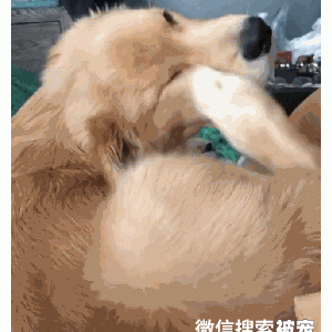 都2021年了还有人想养无毛猫？看着黑油发亮的猫窝，我yue了…