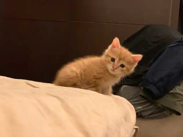 猫咪总是鬼鬼祟祟地观察主人，到底什么意思？