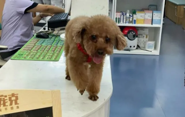还不知道带“毛孩子”去哪里打疫苗？静安狂犬疫苗接种点在此