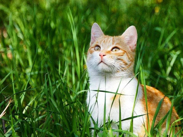 猫草有什么作用？猫草是猫咪排毛的唯一方法吗