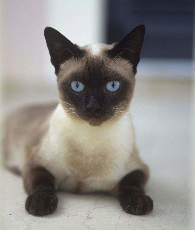 如何让猫繁殖出更加美丽的后代？