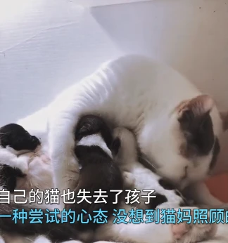 一窝狗崽失去了妈妈，女子尝试让猫照顾，再去看时：太有爱的画面