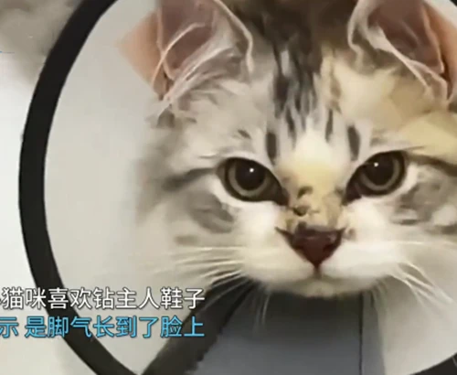 猫咪平时喜欢钻鞋子，被传染得了猫癣，喵：你有脚气不早说？
