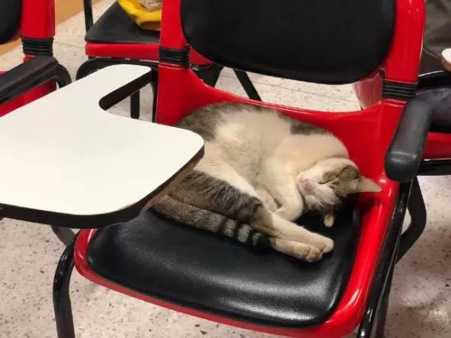 只有小猫咪可以在课堂上睡觉，还不会被老师骂…