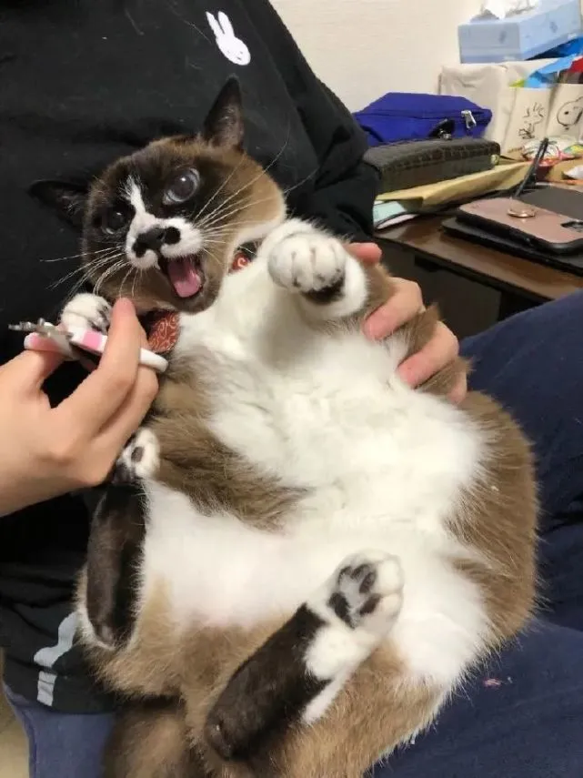 一只长得特不一般的猫，可爱中透露着一丝丝喜感～