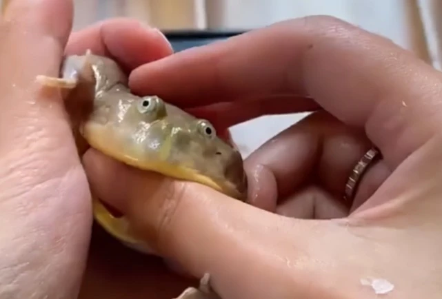 青蛙有牙齿？浙江一女子觉得宠物青蛙可爱逗它玩，下一秒被咬出血