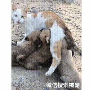 流浪猫独自照顾4只小狗，身子再弱也要去讨食，无私母爱令人动容