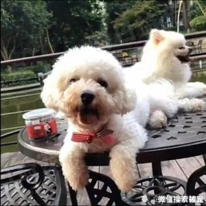 流浪狗被拴树下，看到有人经过就会不停作揖，只为能有个家！