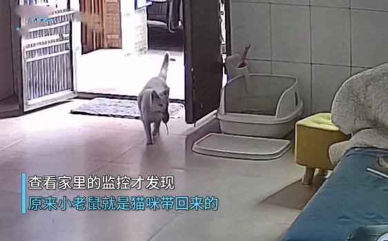 男子逮老鼠时猫咪却在一旁观看，查看监控后呆住了：我滴个乖乖