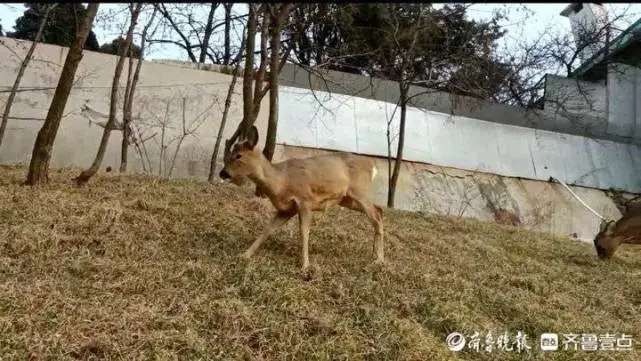 萌宠添新成员！东北神兽“傻”狍子现身齐鲁雪乡