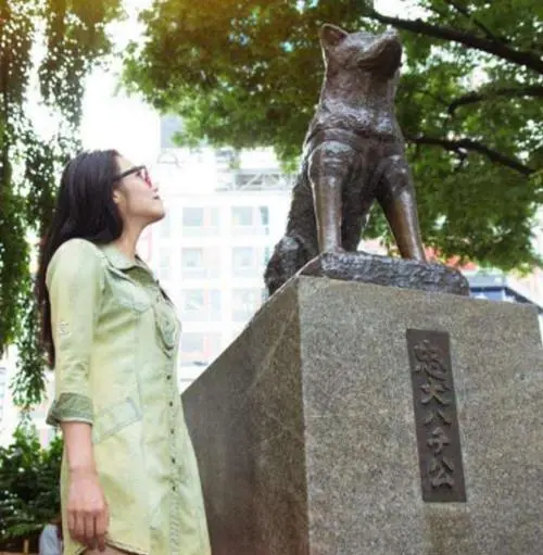 史上最暖心的忠犬：主人意外去世它等候9年，至死未等到主人回来