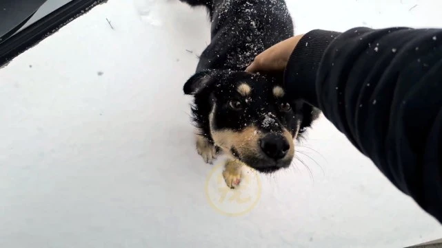 冰天雪地里，那只在雪中追车的流浪狗，因陌生人的一句呼唤有了家