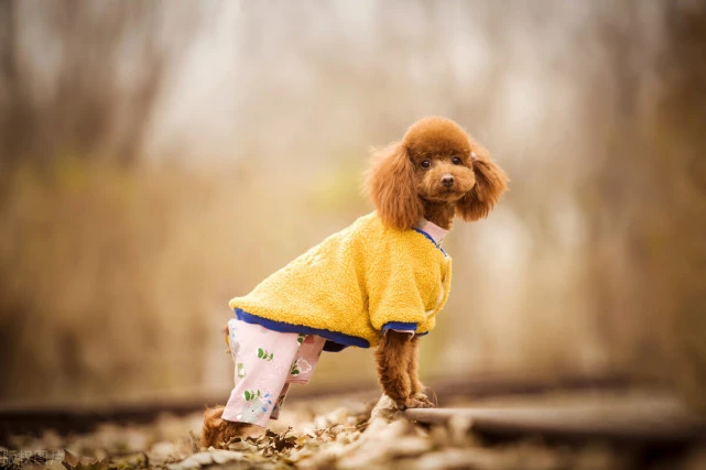 狗狗不舒服的新办法，不如试一试