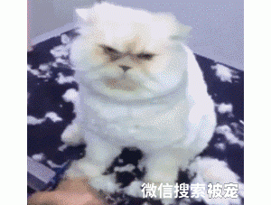 猫趣｜养猫和养狗的区别真的很大，铲屎官该如何选择呢？
