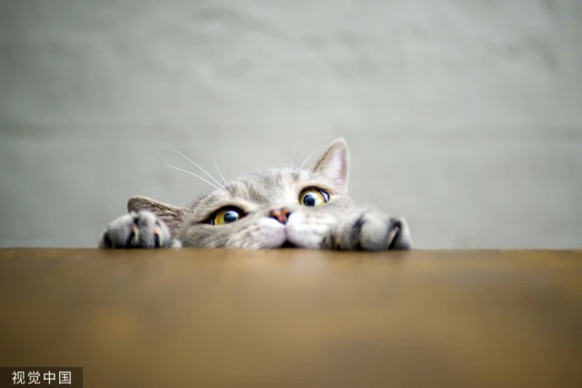 在新手养猫之前，你最好需要了解这些要点