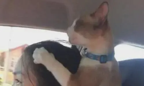 主人第一次带猫出门，哪知道猫咪反应这么大