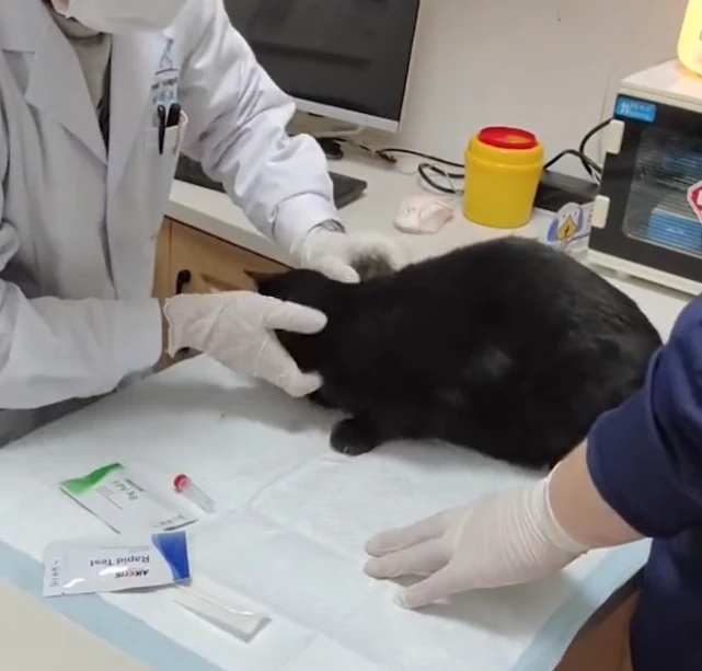 上海一女子偶遇流浪猫，猫咪不停向女子“拜拜”：从此猫咪有了家