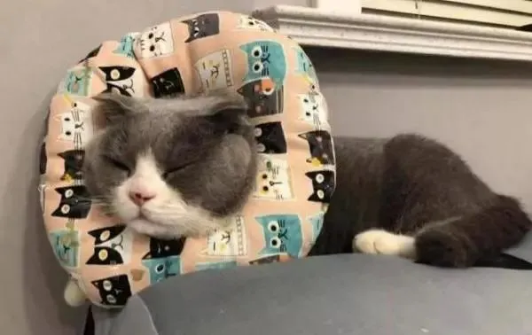 猫咪绝育后需要注意什么