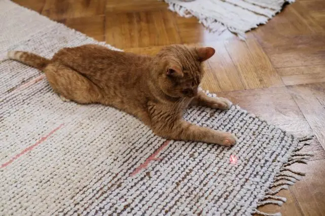 猫为什么会追激光光