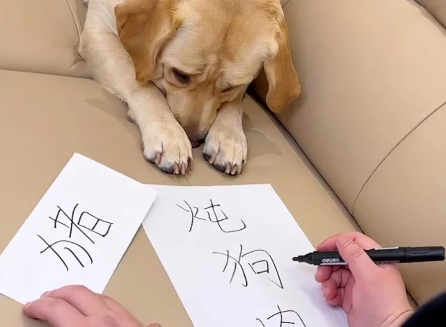 浙江一主人在纸上写“炖狗肉”，一旁狗子反应绝了：欺负我不认字