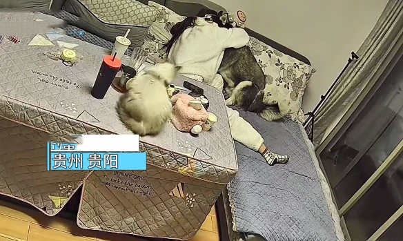 女孩觉得压力太大，抱着室友的狗子痛哭，一旁猫咪的反应太暖心了
