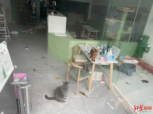 网曝猫咖店内数只品种猫疑断粮断水，爱心人士现场买猫相救