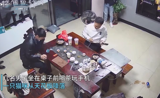 1只猫咪从天花板上掉下，砸到了桌子上，男子的反应过于真实了