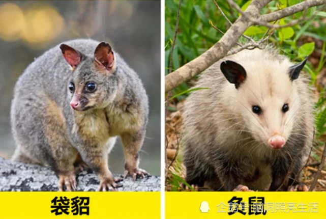 相似的事物：在生活中，经常会被人们混淆的9对不同事物