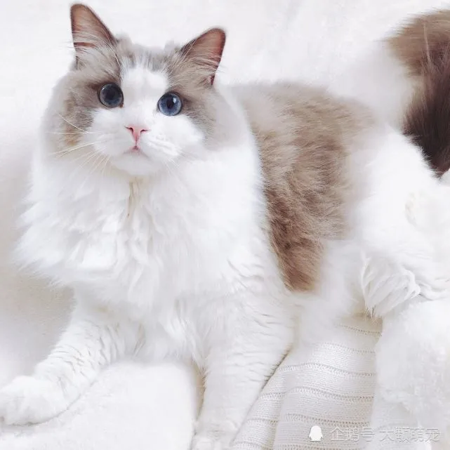 最“忠心”的猫咪和最“白眼”的猫咪，你家有的话要好好教训一下