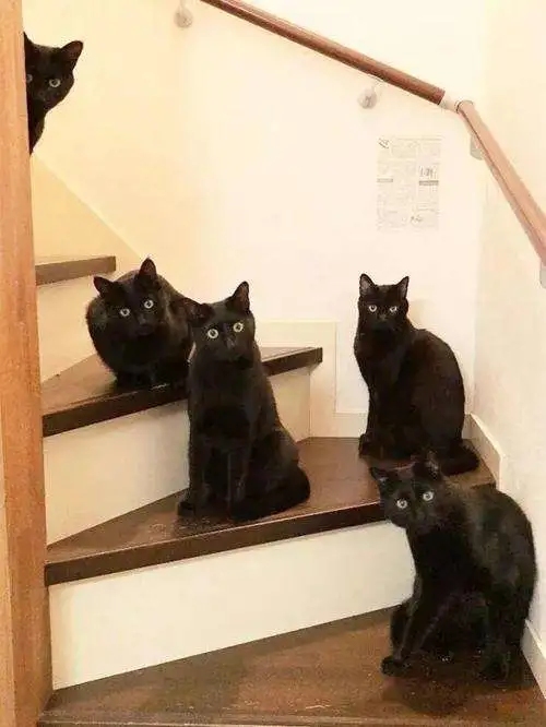 千万别轻易养黑猫，因为黑猫会“隐身”