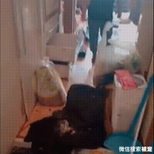 被遗弃在出租房的宠物猫，获救后抱着人类不撒手，猫：别再抛弃我