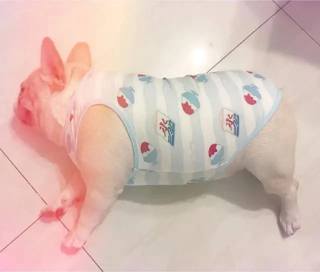 超肥美斗牛犬躺主人腿上，厚背当饭桌超舒服，网友爆笑：一狗两用？