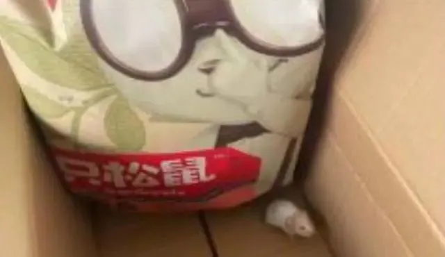 “三只松鼠”包裹里有只活鼠！