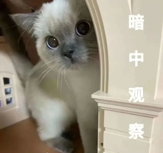 喵星人表情包