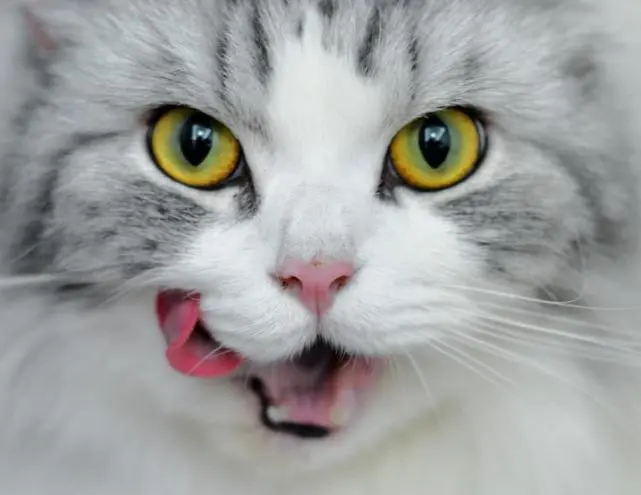 猫会吃掉主人的尸体？人死后为什么不让猫靠近？是科学不是迷信！