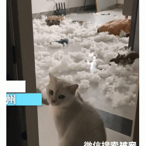 女子睡觉被猫咪给叫醒，随后看了客厅一眼，顿时血压就升高了