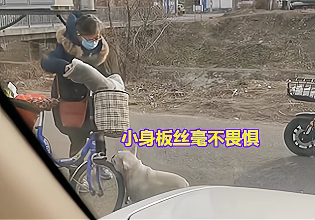 天津街头出现“拦车狗”，不咬人只咬轮胎，路过车主无一例外
