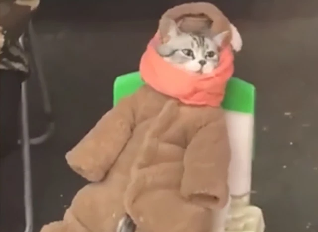 萌化了！辽宁一猫咪穿婴儿衣服，坐凳子上帮主人卖鱼干引围观：太可爱