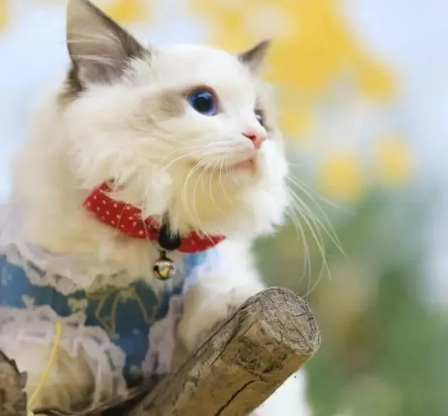 养猫最让人“感动”的5个瞬间，这辈子，有只猫真好！