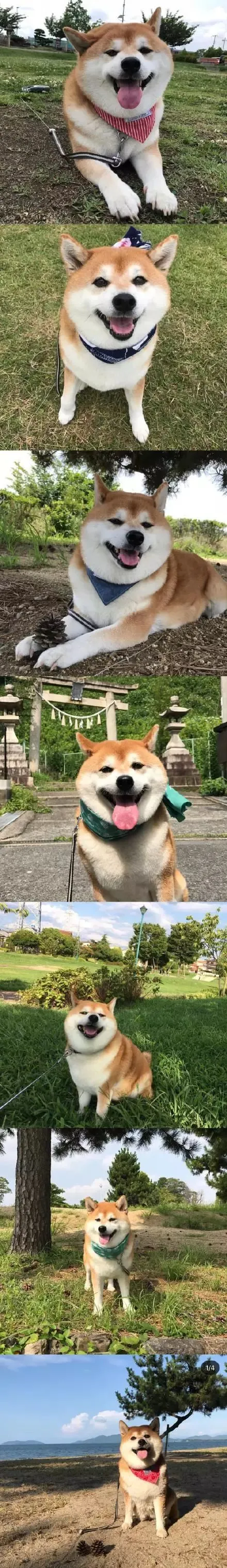 大饼脸柴犬的镜头感超好，真的有被可爱到！