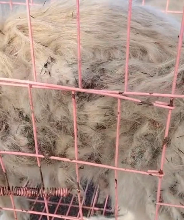 逗留在拆迁地的流浪狗，被救前只能靠翻找垃圾活着，狗狗：主人，快来带走我