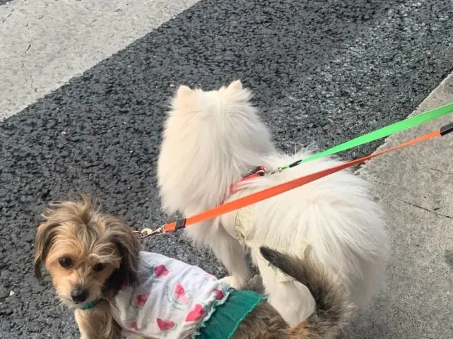 爱狗胜过爱男友的京城白领