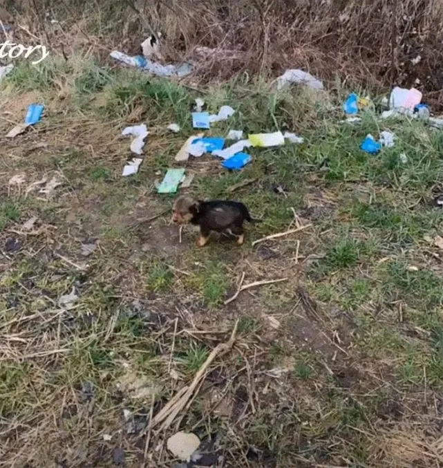 旧鞋子旁有只小狗狗在徘徊，原来它把鞋子当成了家……