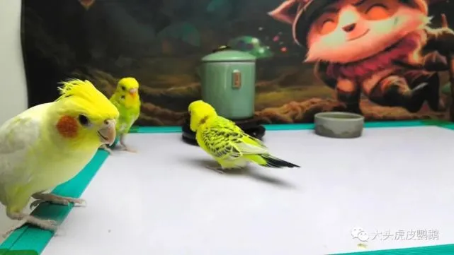 鹦鹉冬天如何养？