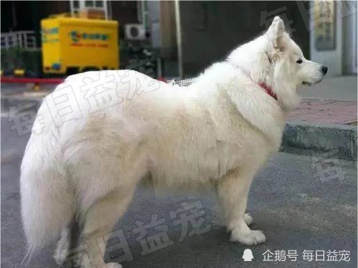 狗狗半夜突发惨叫，主人被惊醒后没理会，隔天一看后悔莫及！​