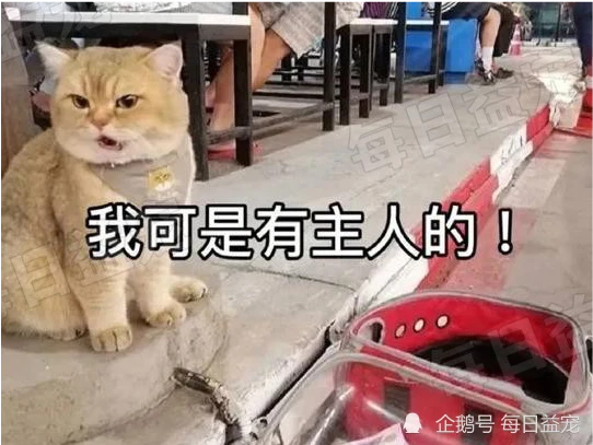 铲屎官不给罐头吃，猫咪便自行上街“乞讨”，经济独立越来越胖！