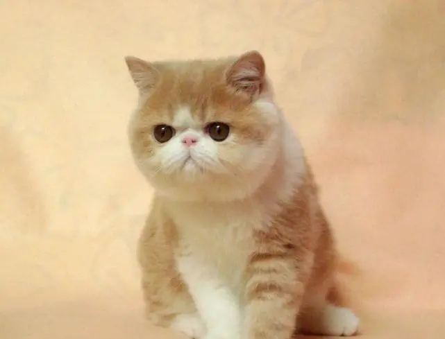 母猫一妻多夫制分析